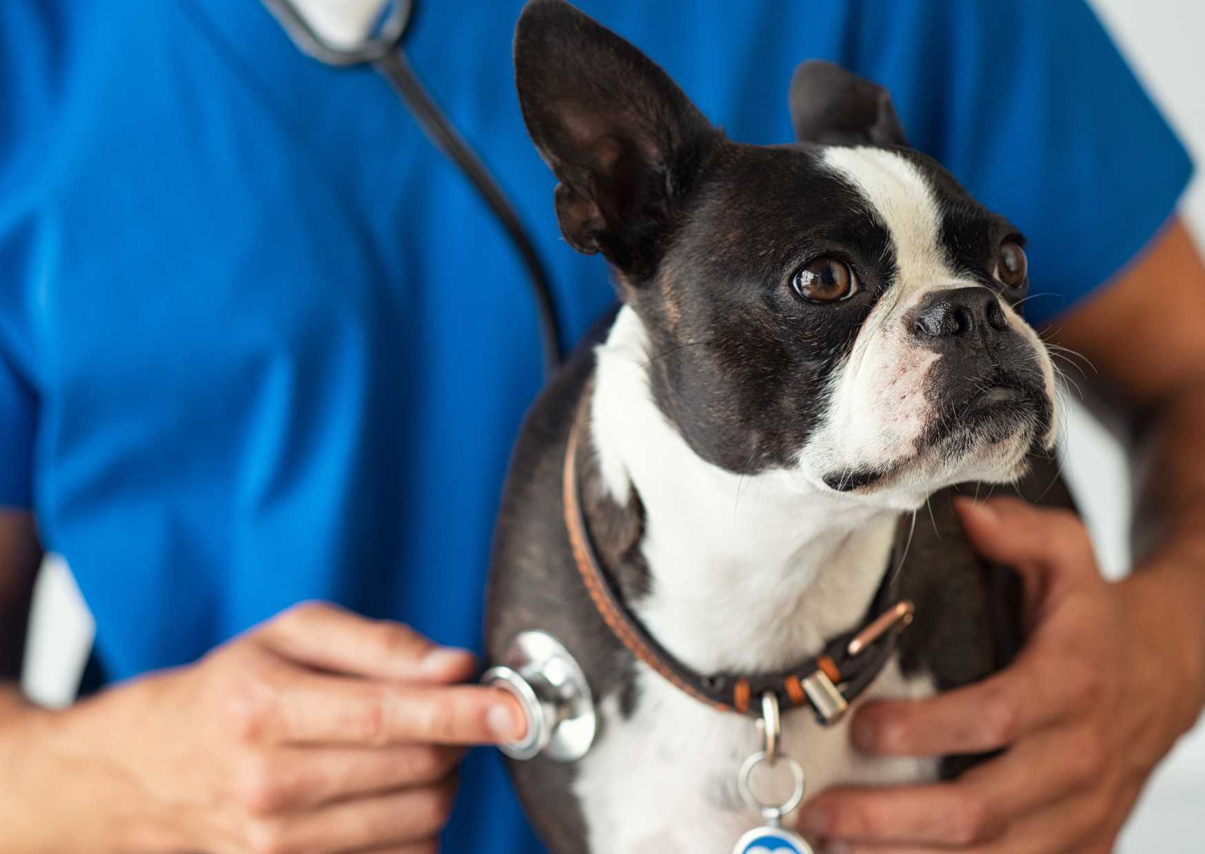 Come Differenziare tra Colpo di Calore e Malattie Cardiache negli Animali?