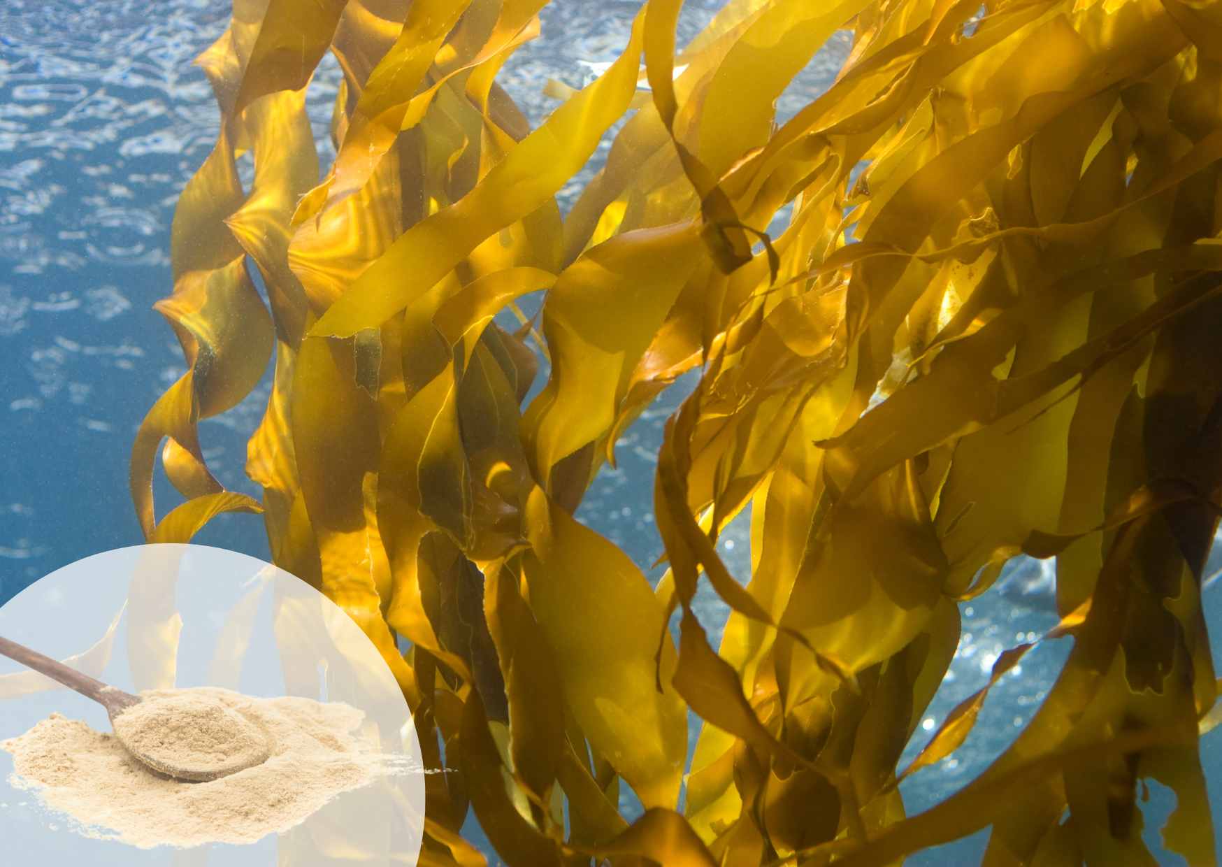 I Benefici Sottovalutati del Fucoidano