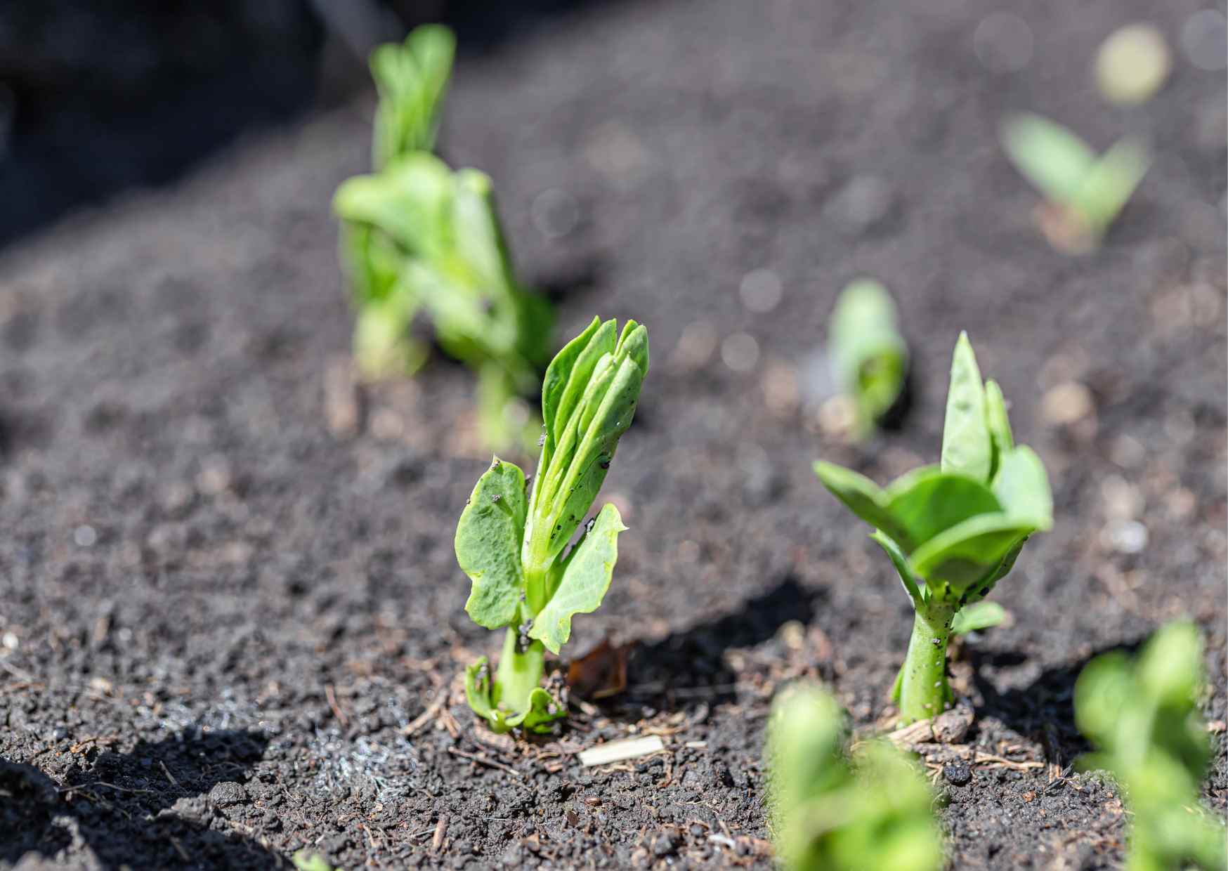 栄養価の変化：野菜におけるミネラルとビタミンの減少