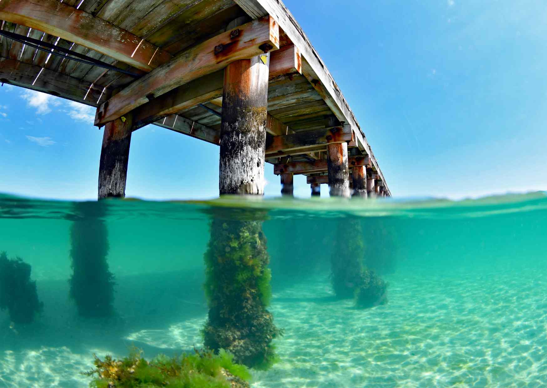 L’Australia Contrasta i Ricci di Mare con Sforzi di Restauro delle Alghe