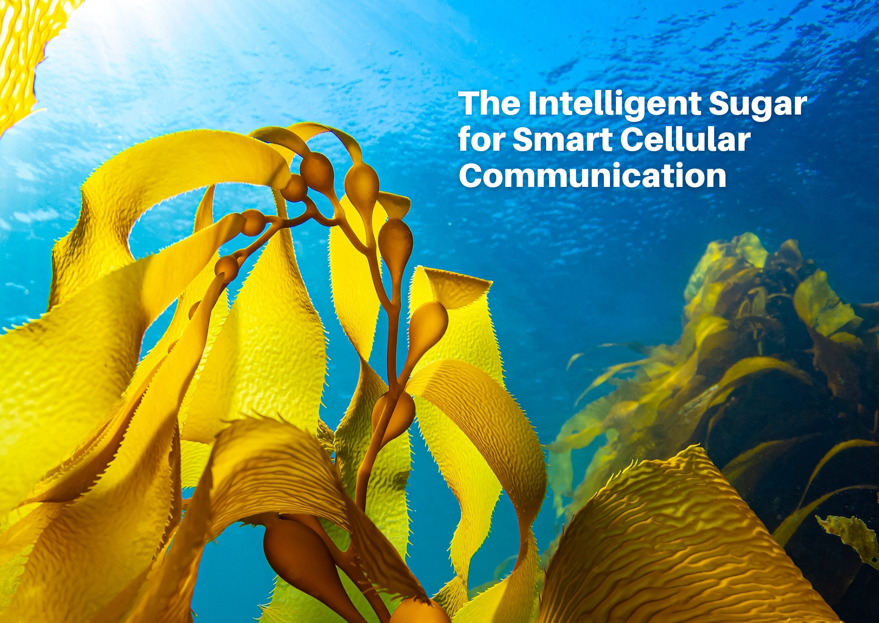 フコイダン：スマートな細胞間コミュニケーションのための知的な糖