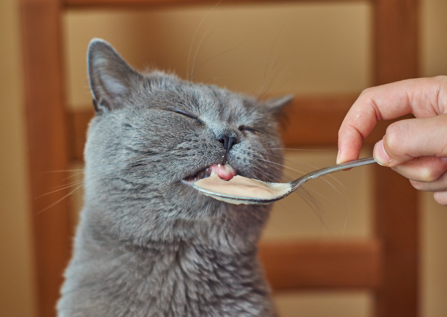 Come Scegliere Cibo Fresco Ricco di Nutrienti per Gatti con Cancro?