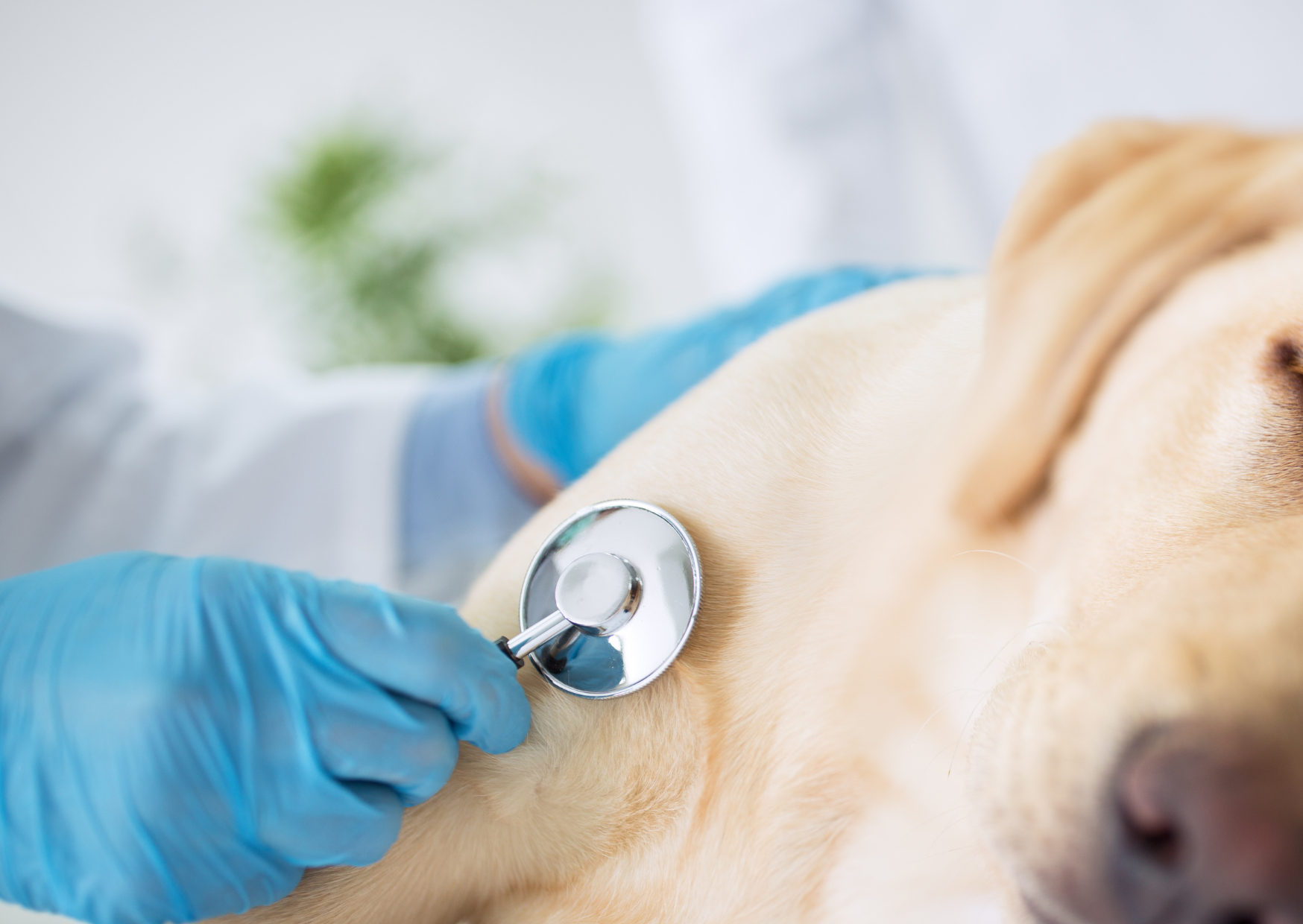 Mantenere la Qualità della Vita per Animali con Cancro Terminale