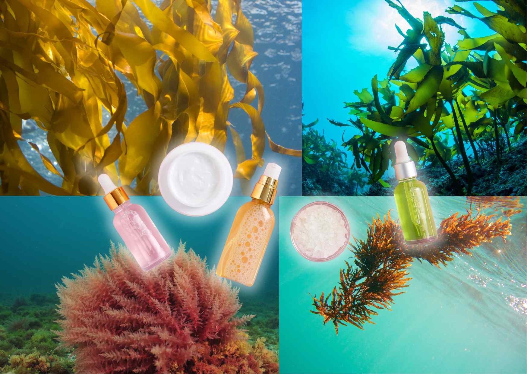 Kosmetische Rohstoffe und Algen in der Hautpflege