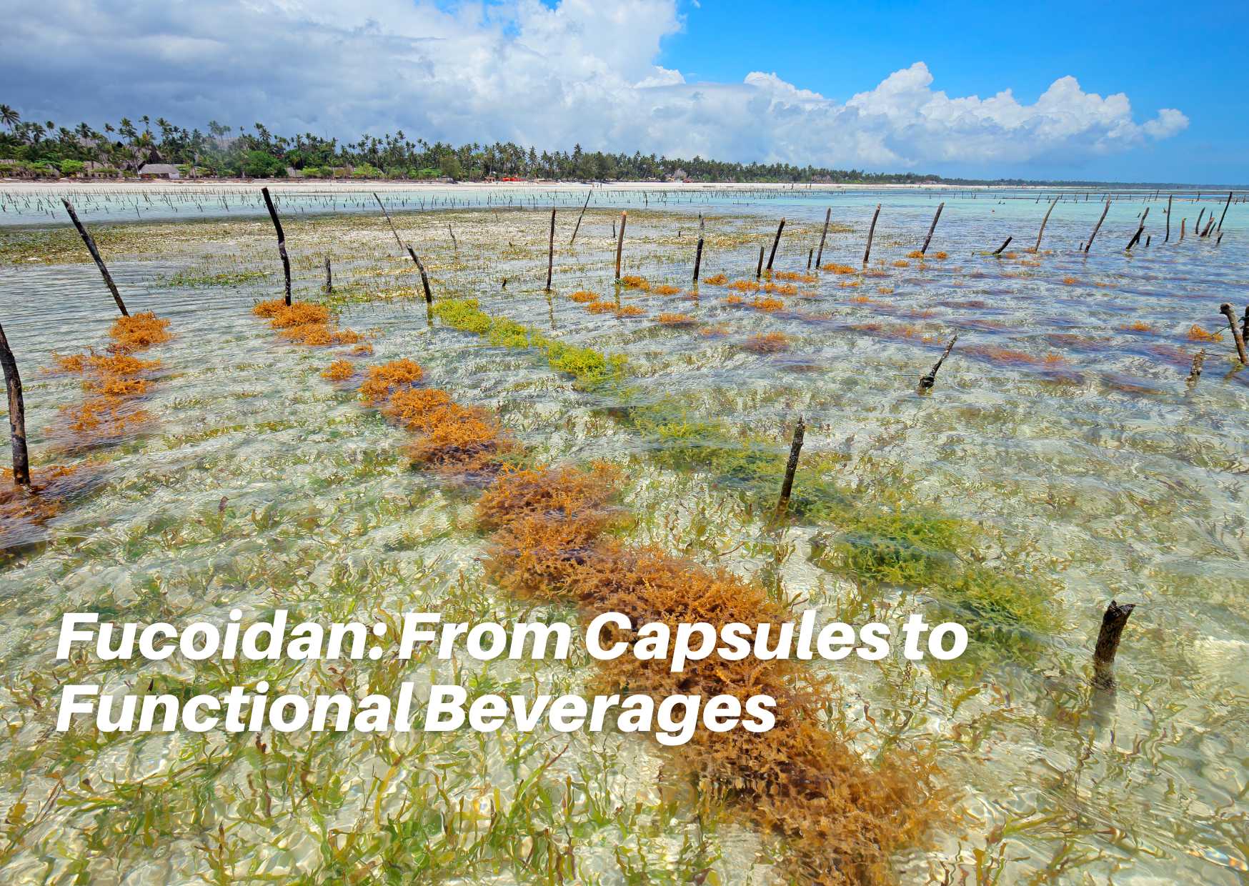 フコイダンが現代のサプリメントフォーマットに適合する方法