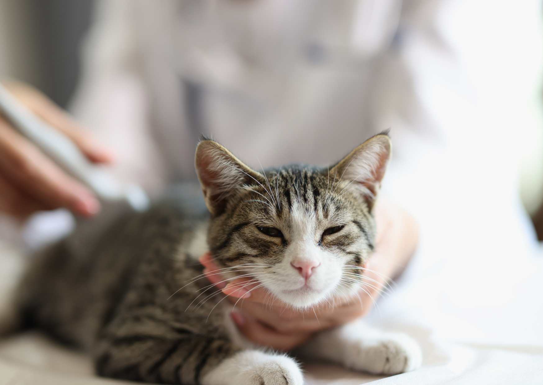 Miti sulle Malattie Renali Sfati da un Veterinario! Domande e Risposte Fondamentali per i Proprietari di Animali (Parte 1)