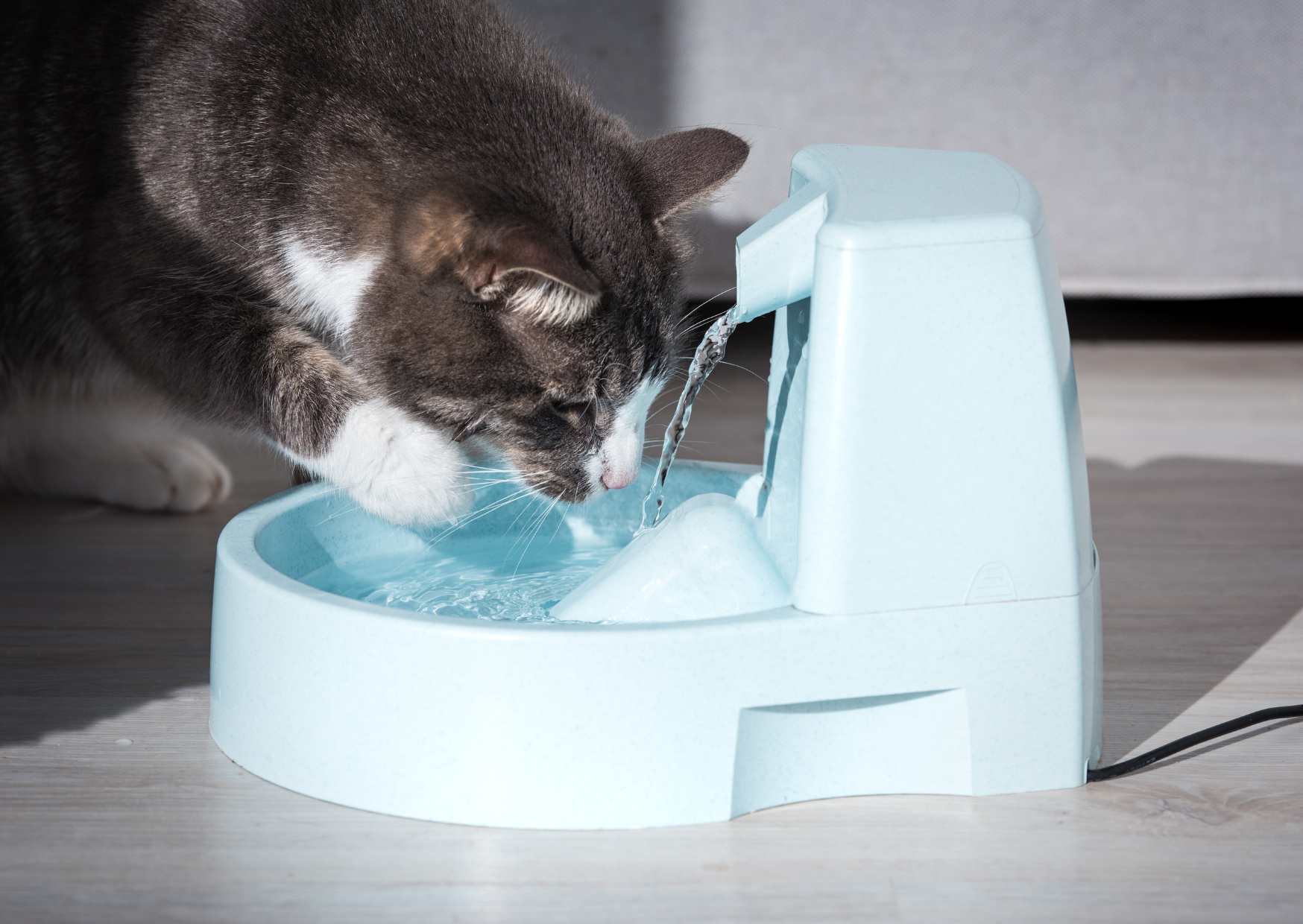 Miti sulle Malattie Renali Sfati da un Veterinario! 9 Domande e Risposte Fondamentali per i Proprietari di Animali (Parte 2)